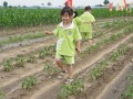 开心农场入园 小朋友在劳动中收获知识