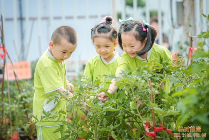 伟才教育进驻广东顺德文明古镇，为当地学前教育添加亮彩