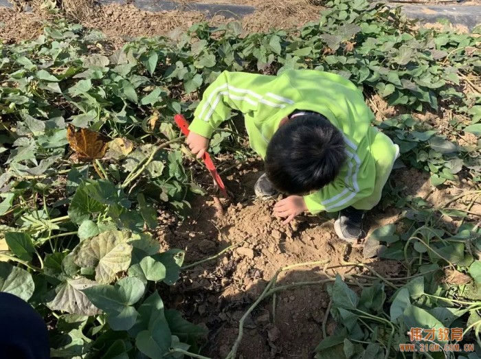 平顶山蓝湾翠园伟才幼儿园生态大课堂：耕道田园，探索秋天的奥秘