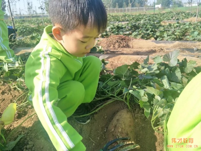 平顶山蓝湾翠园伟才幼儿园生态大课堂：耕道田园，探索秋天的奥秘