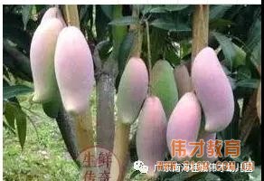 伟才课程丨从“芒果”开始的课程故事——广东佛山南海桂城伟才幼儿园